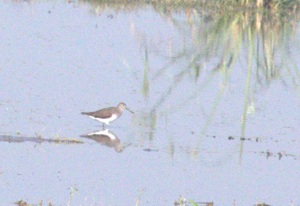 Green Sandpiper - ML643973289