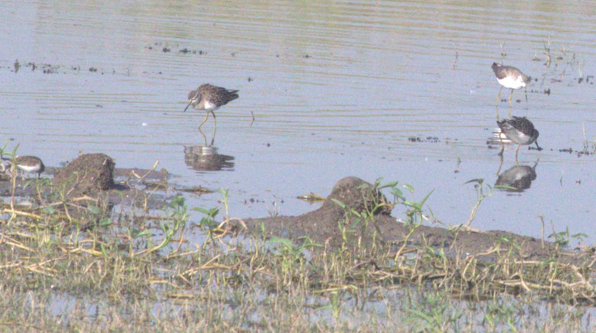 Wood Sandpiper - ML643973293