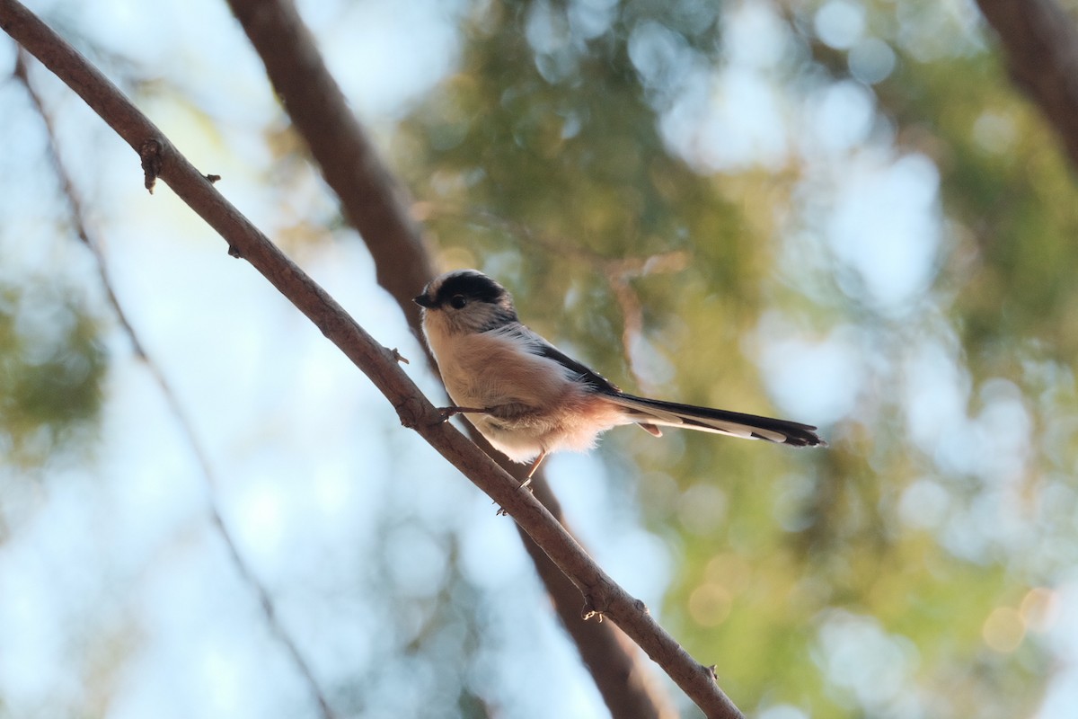 Long-tailed Tit - ML643973295