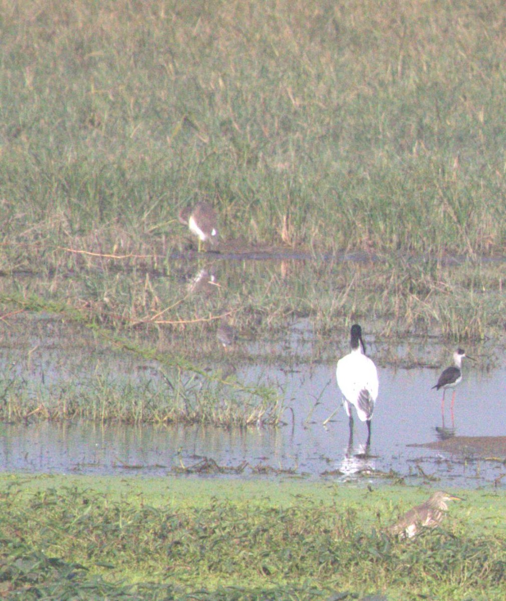 Black-headed Ibis - ML643973296