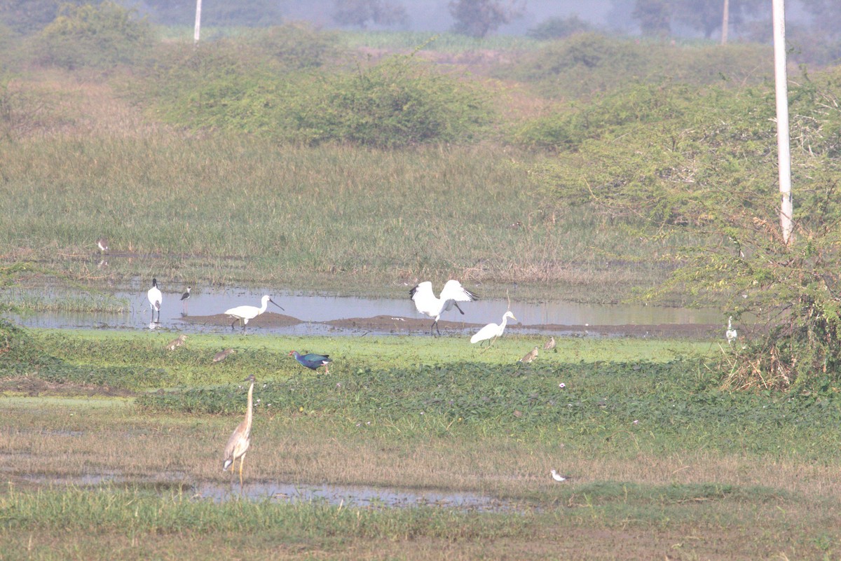Eurasian Spoonbill - ML643973299