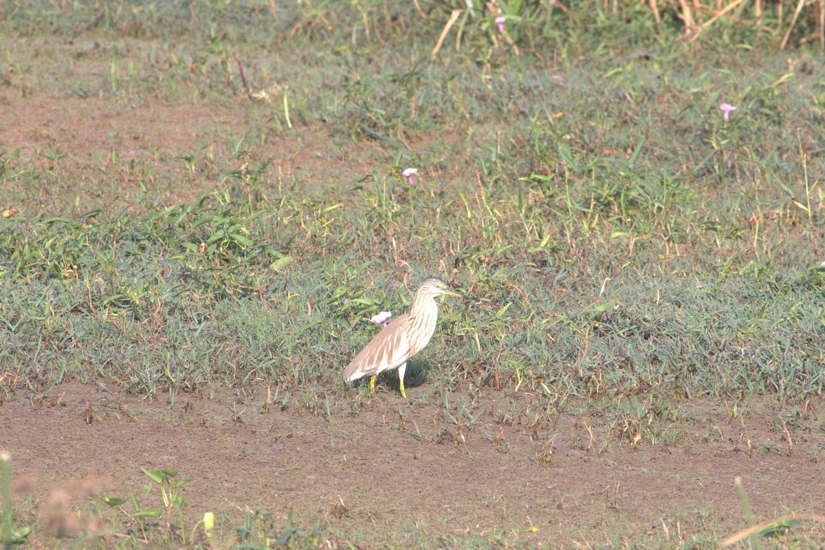Indian Pond-Heron - ML643973300
