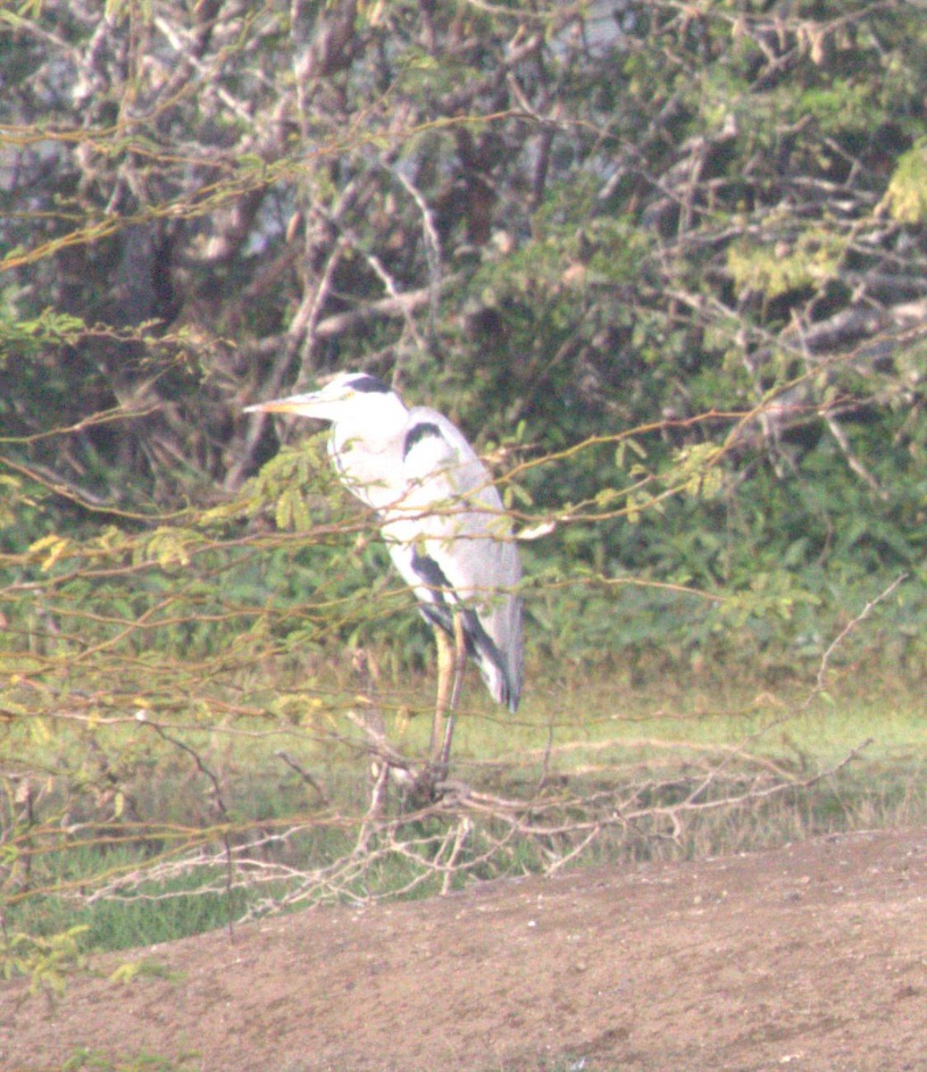 Gray Heron - ML643973304