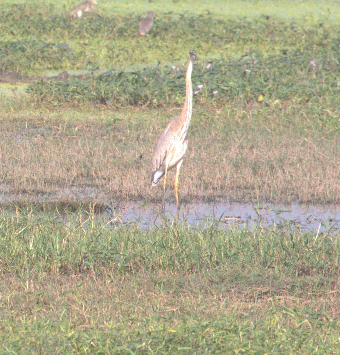Purple Heron - ML643973306