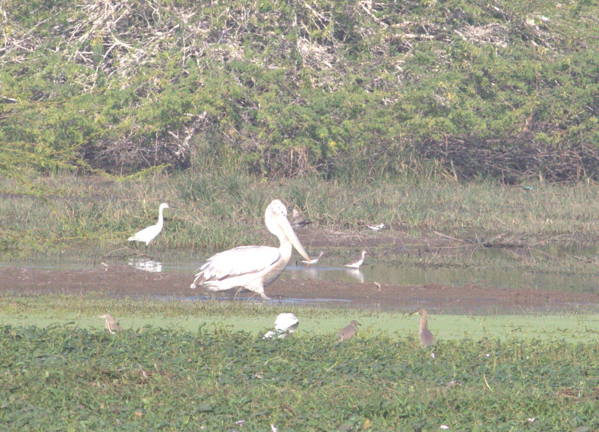 Dalmatian Pelican - ML643973307