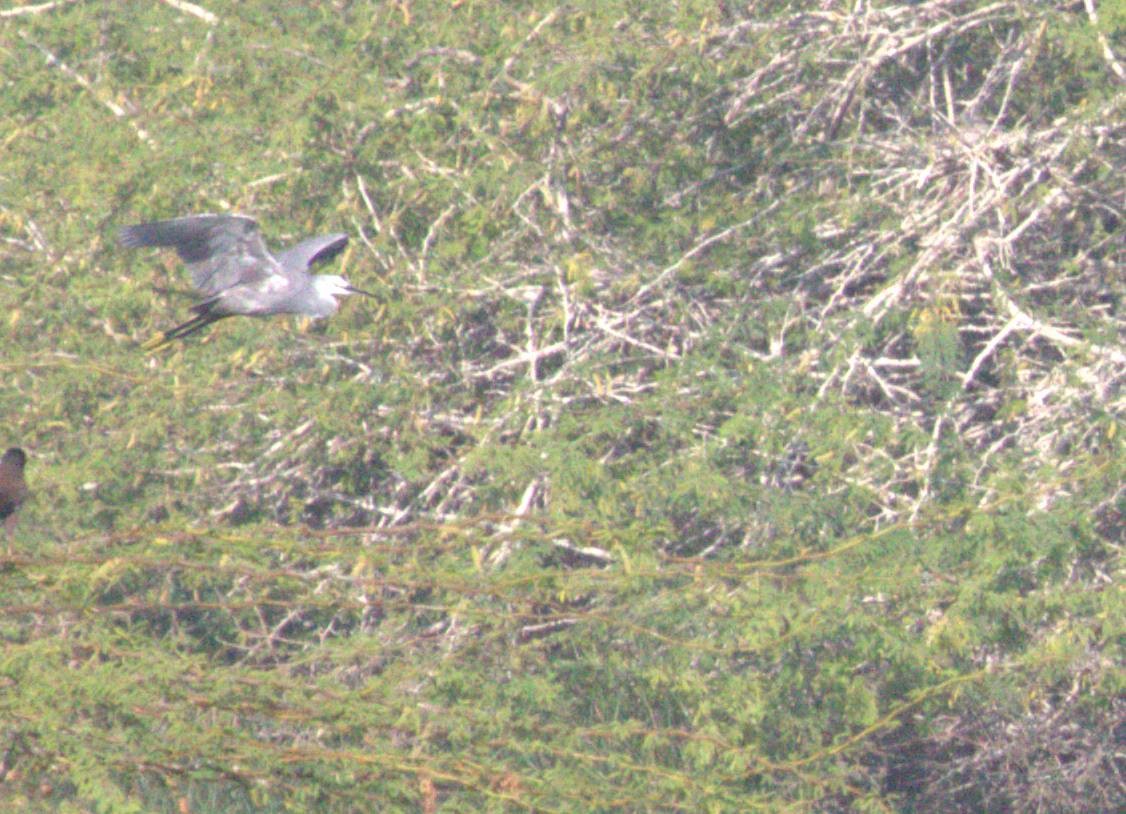 Western Reef-Heron - ML643973310