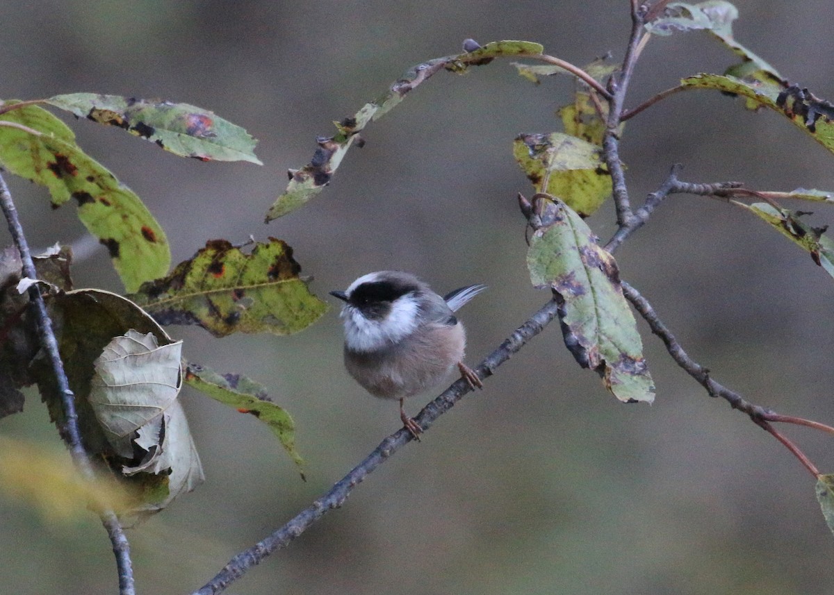 Orite à gorge blanche - ML643973312