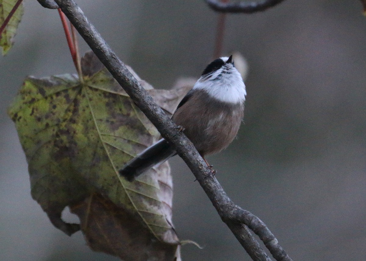 Orite à gorge blanche - ML643973313