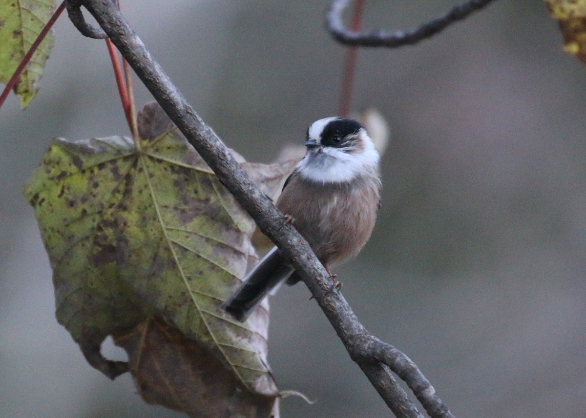 Orite à gorge blanche - ML643973314