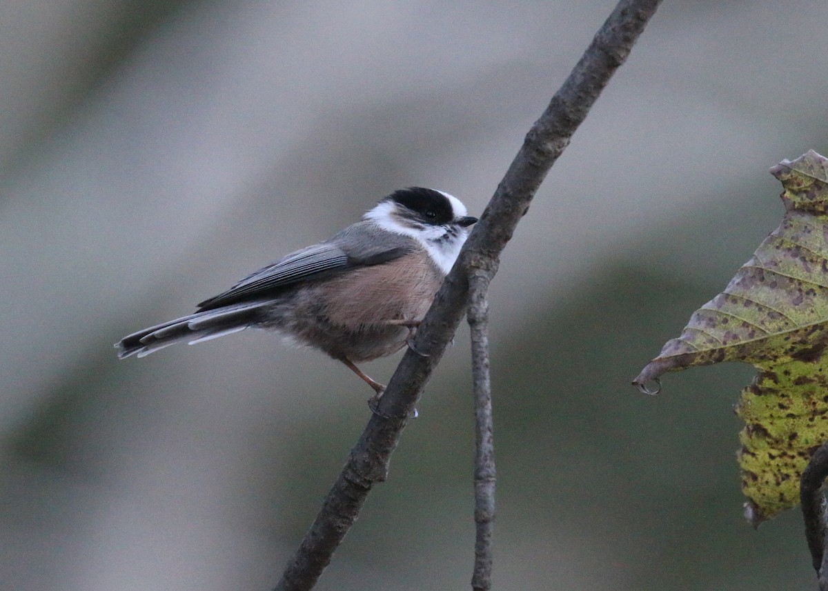 Orite à gorge blanche - ML643973315