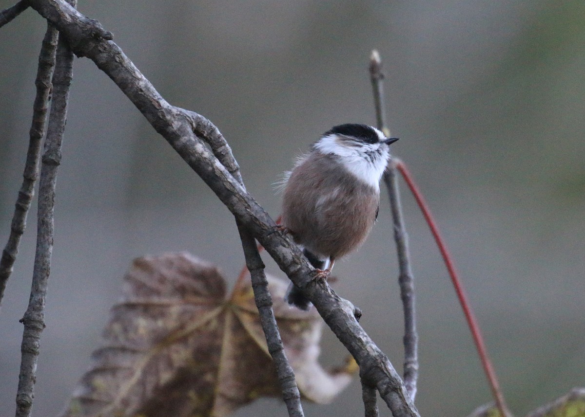 Orite à gorge blanche - ML643973317