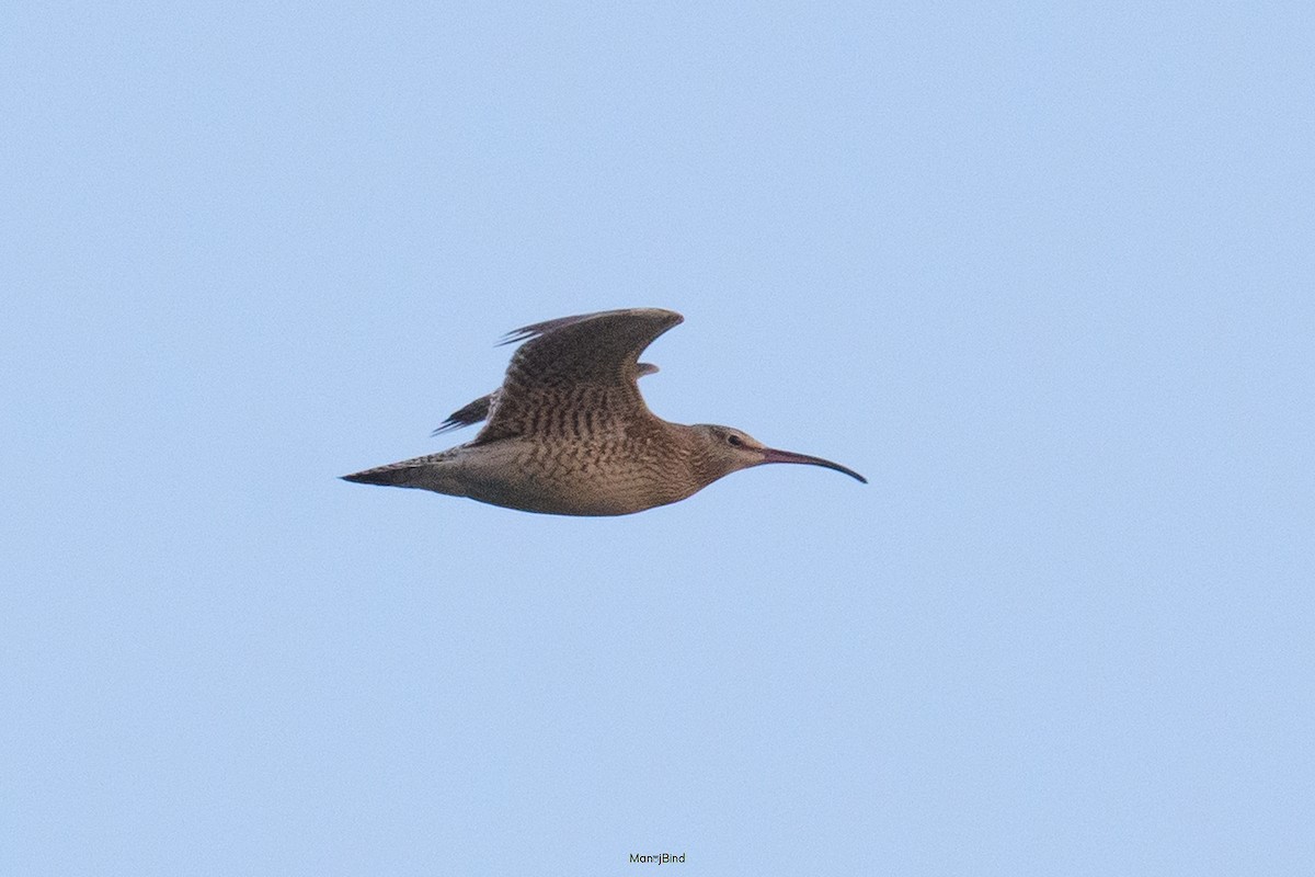 Eurasian Whimbrel - ML643973320