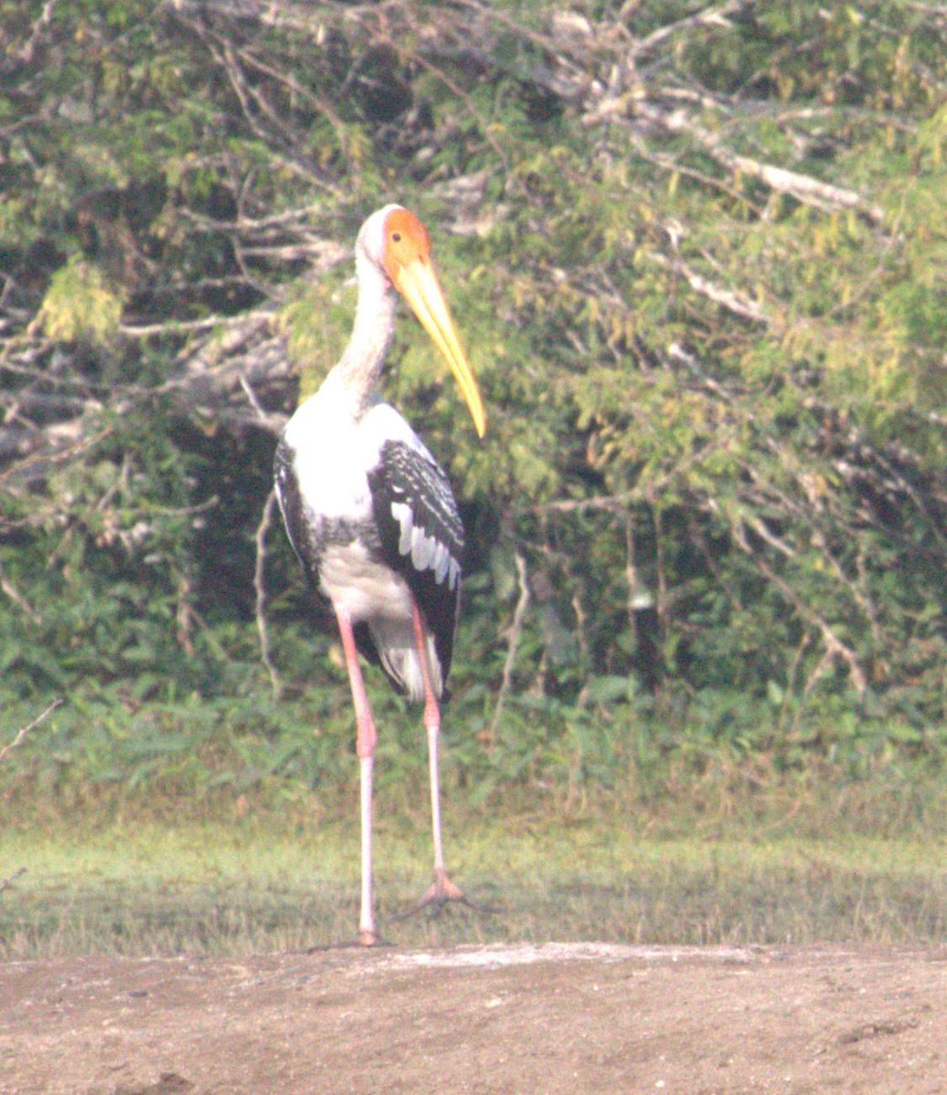Painted Stork - ML643973321