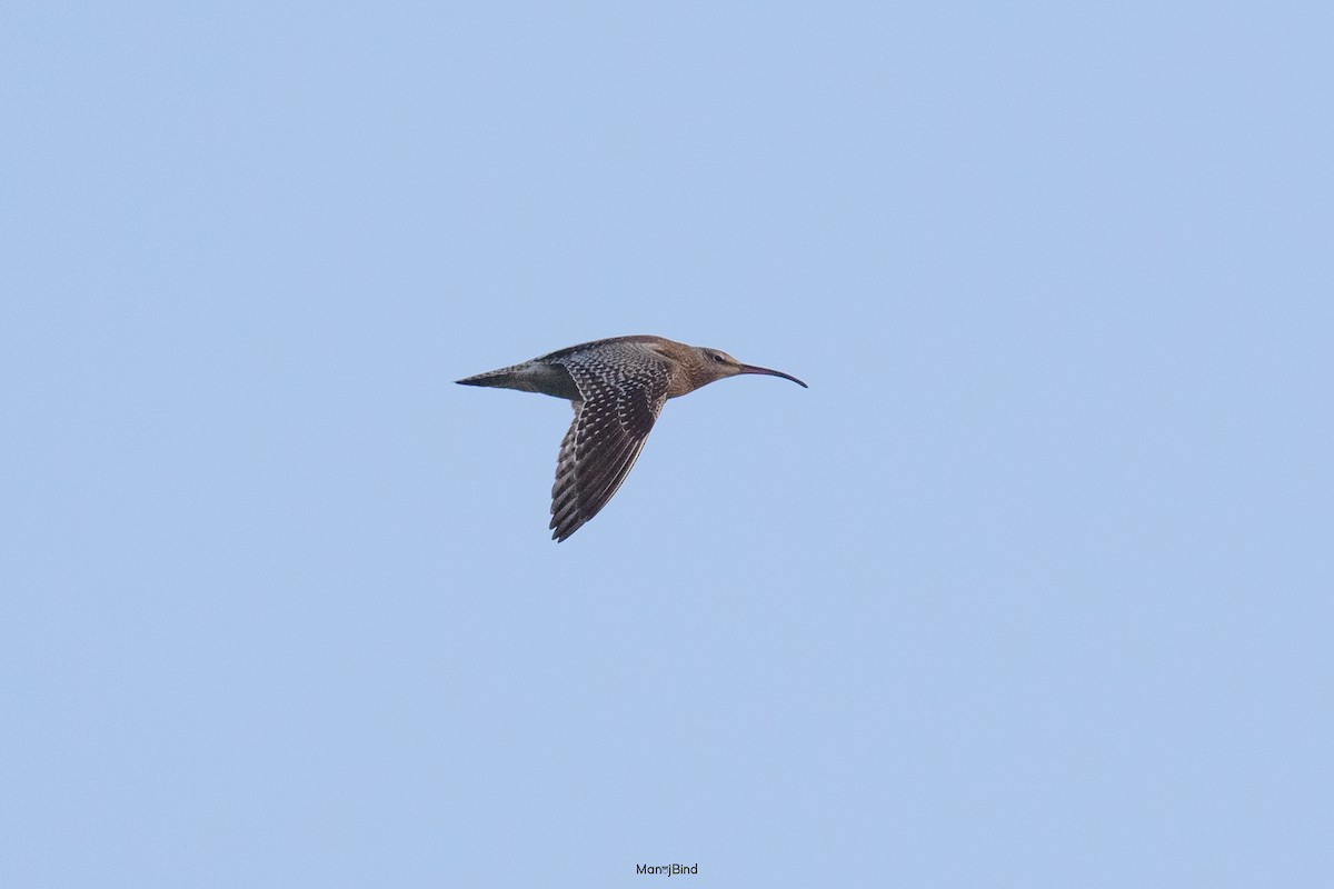 Eurasian Whimbrel - ML643973329