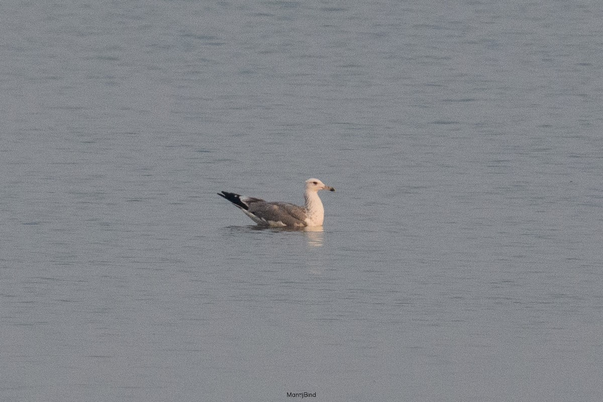 Lesser Black-backed Gull - ML643973340