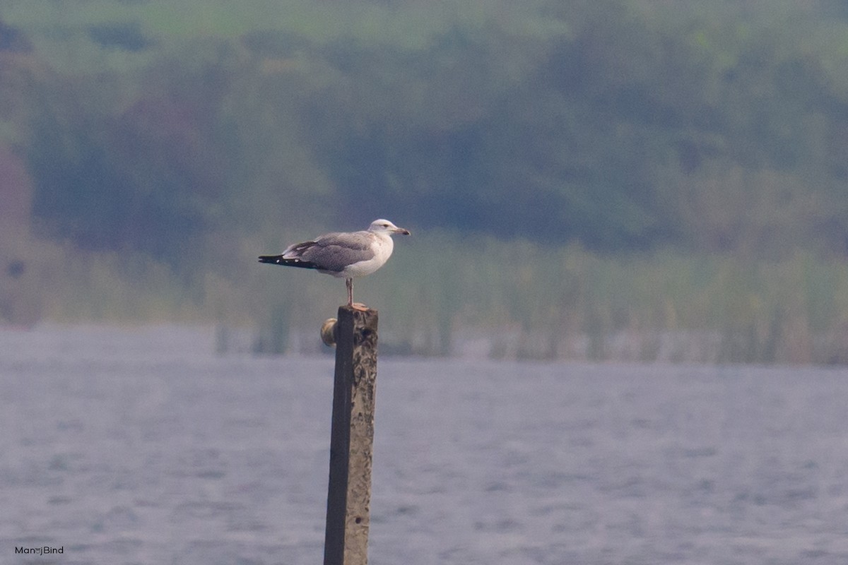 Lesser Black-backed Gull - ML643973347