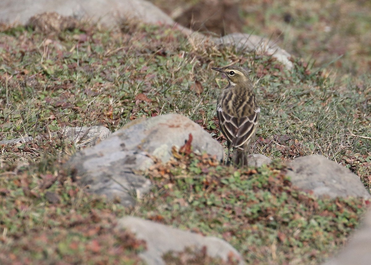 Rosy Pipit - ML643973353