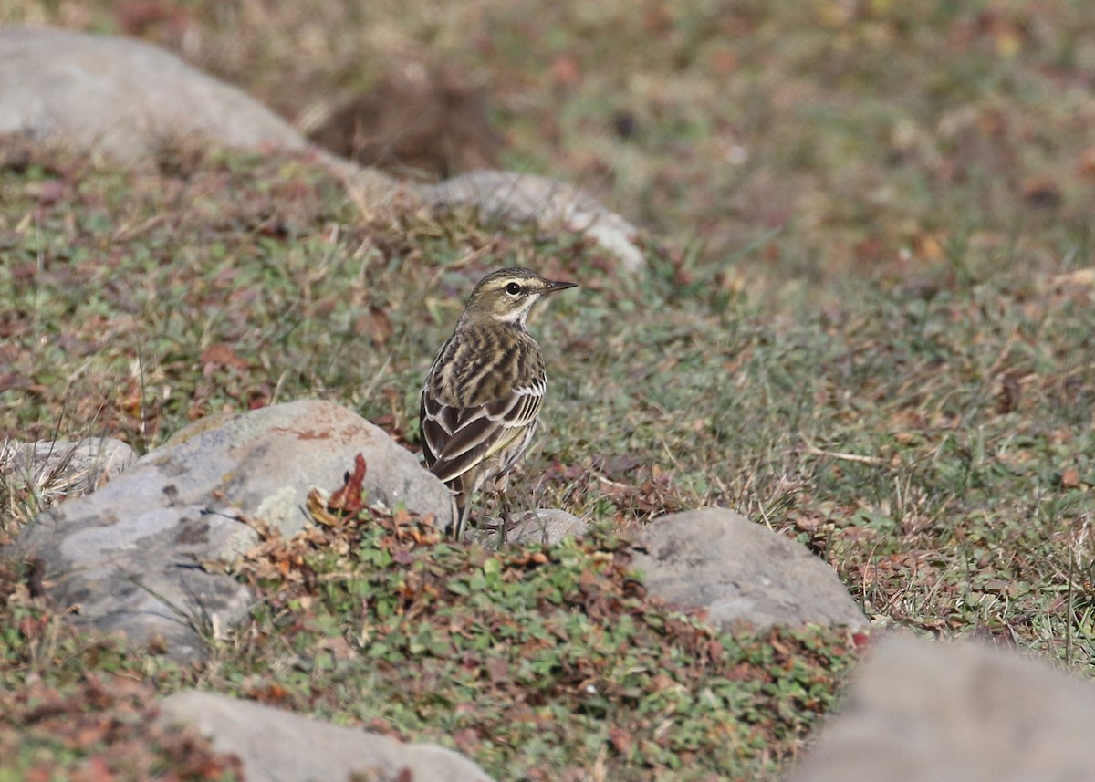 Rosy Pipit - ML643973354