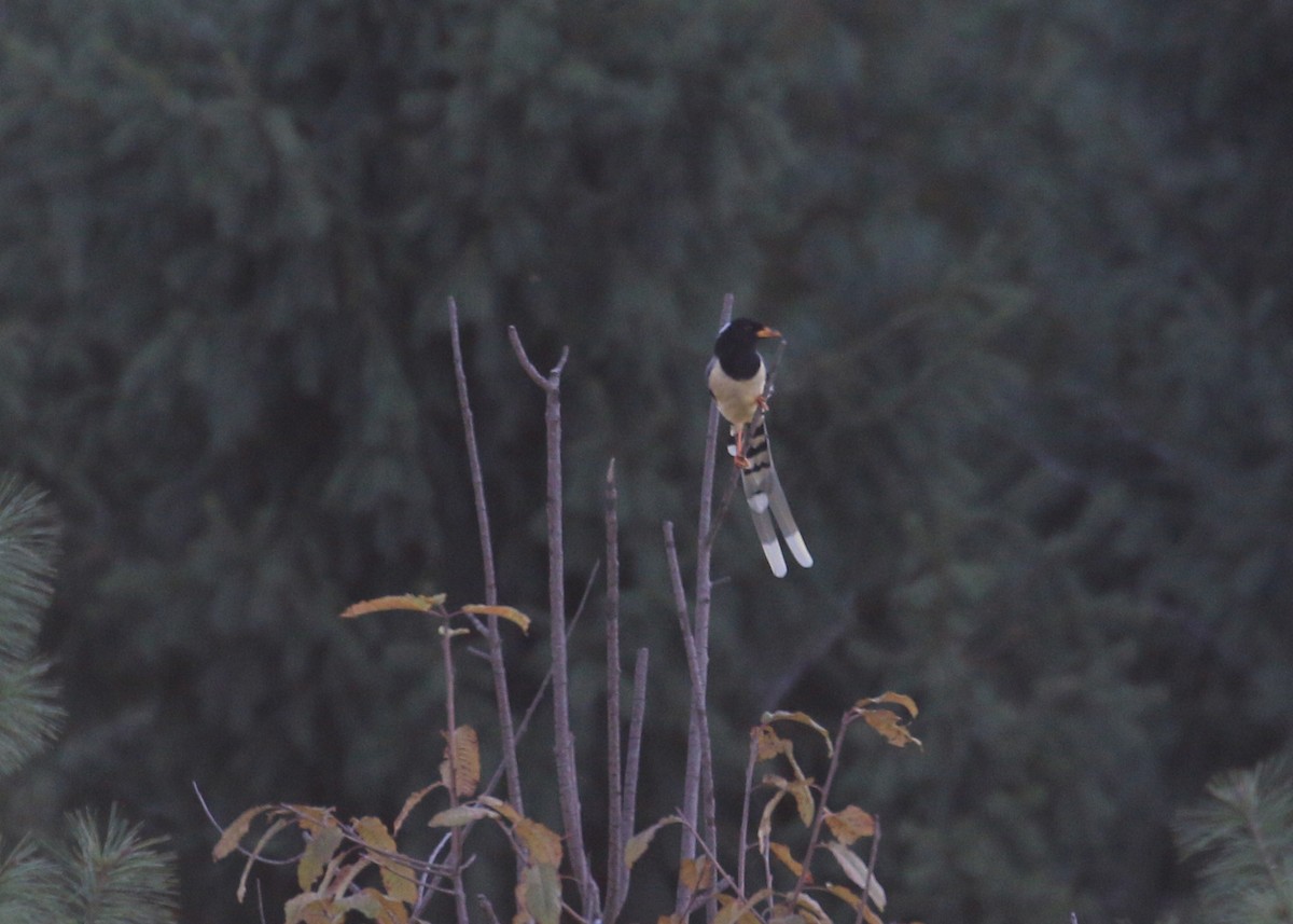 Yellow-billed Blue-Magpie - ML643973364