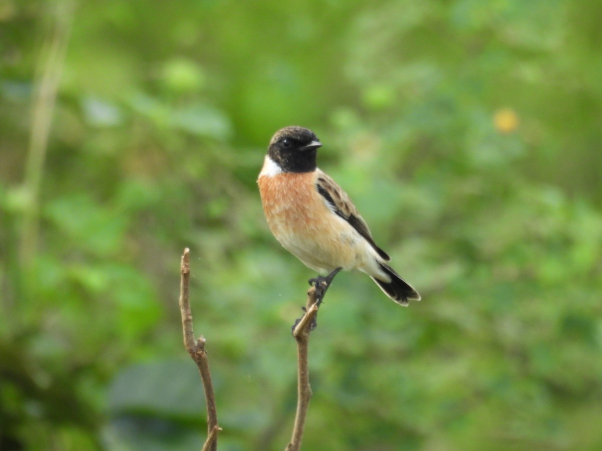 Siberian Stonechat - ML643973369