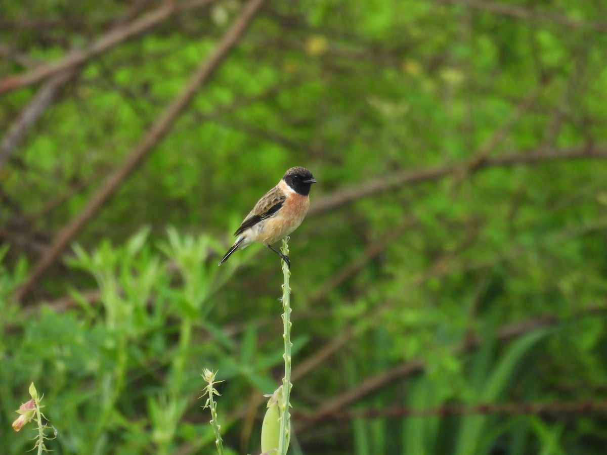 Siberian Stonechat - ML643973370