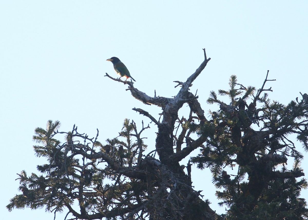 Great Barbet - ML643973373