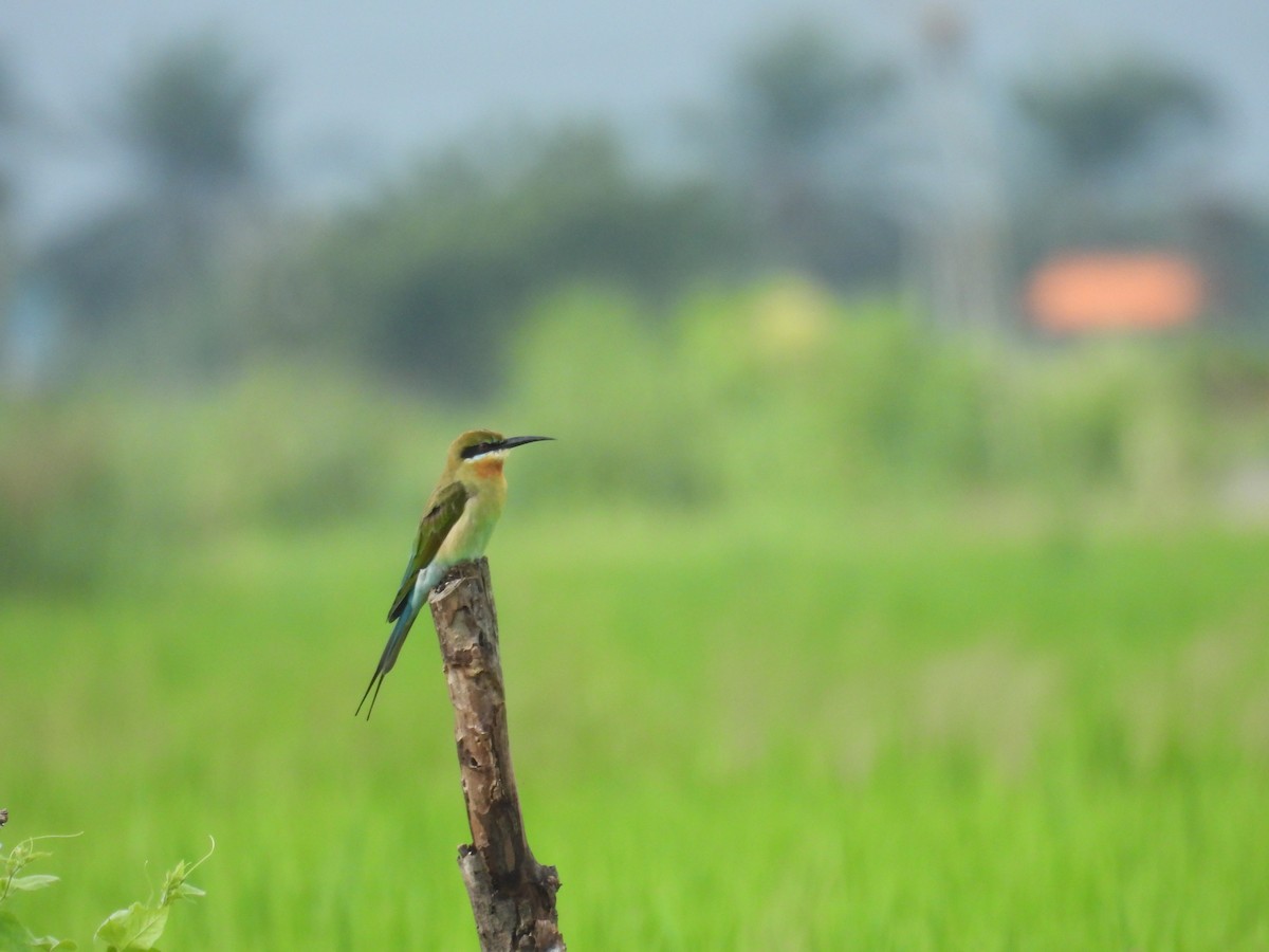 Blue-tailed Bee-eater - ML643973376