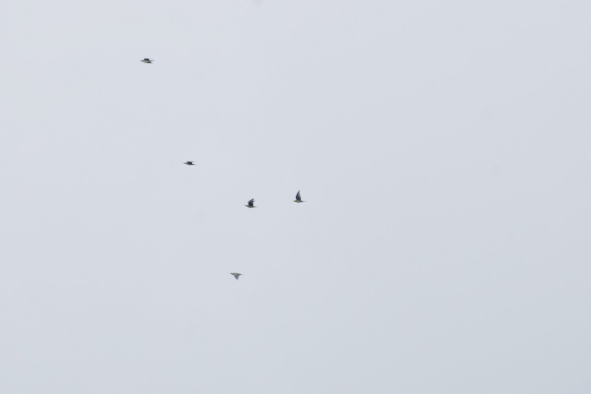 White-bellied Green-Pigeon - ML643973377