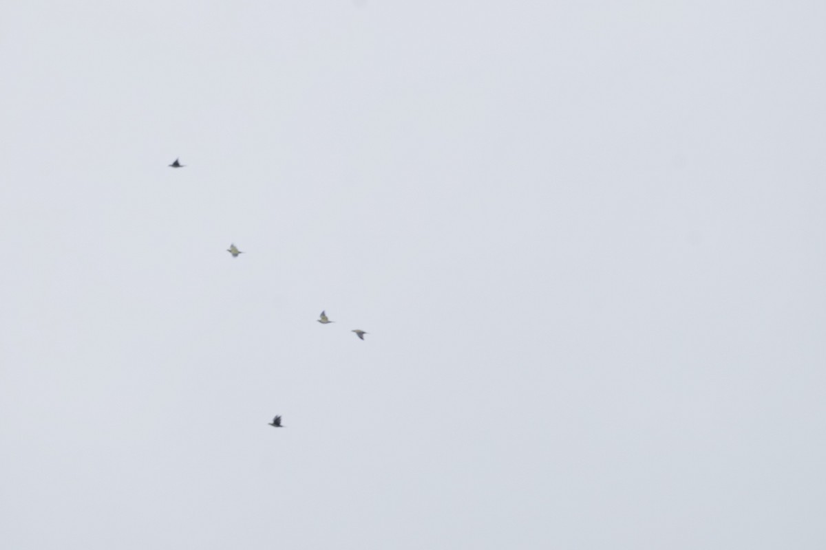 White-bellied Green-Pigeon - ML643973378