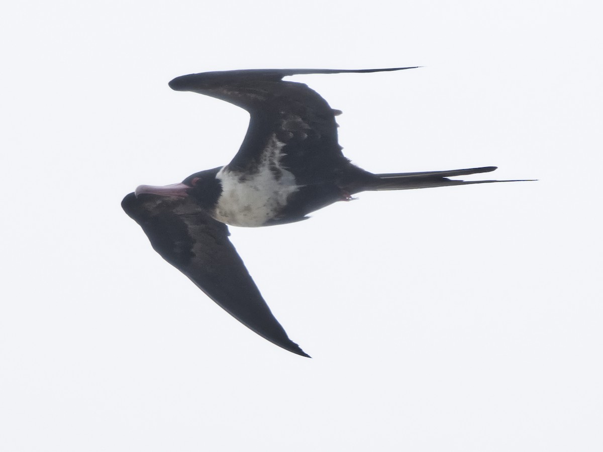 Lesser Frigatebird - ML643973387