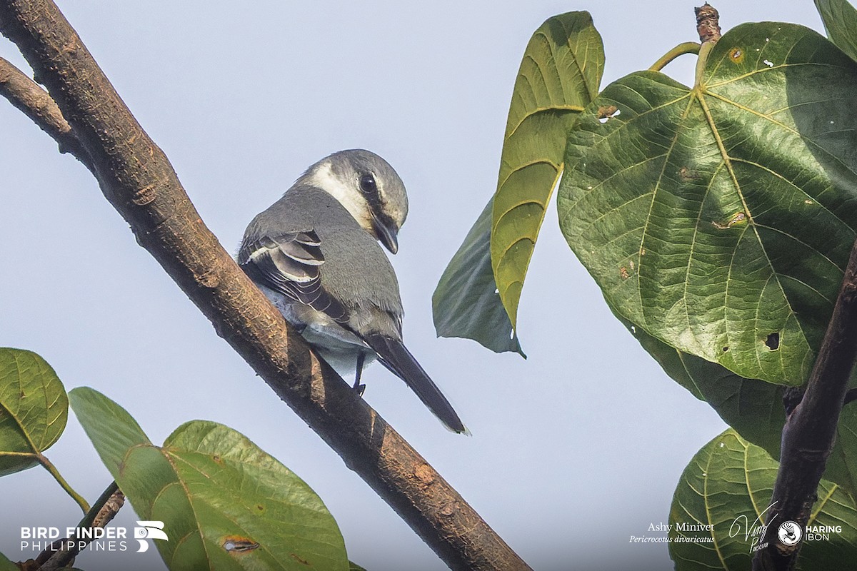 Ashy Minivet - ML643973397