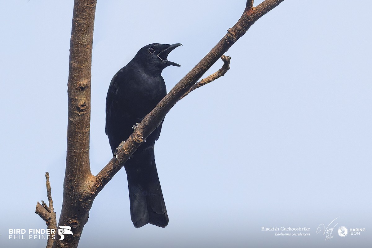 Blackish Cuckooshrike - ML643973401