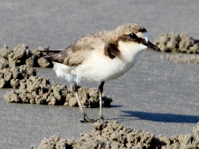 Red-capped Plover - ML643973406