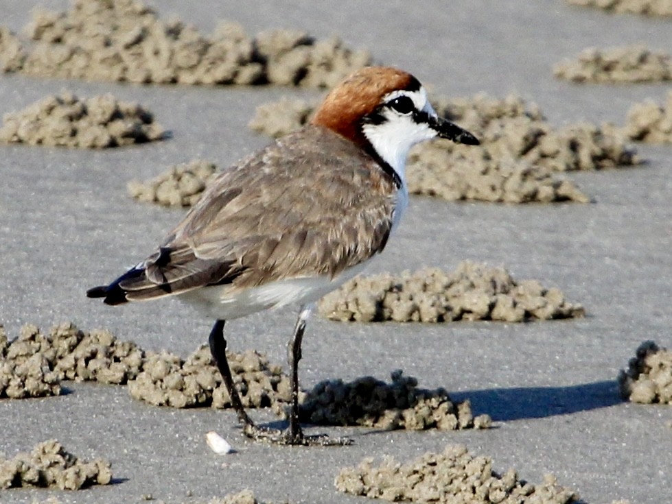 Red-capped Plover - ML643973407