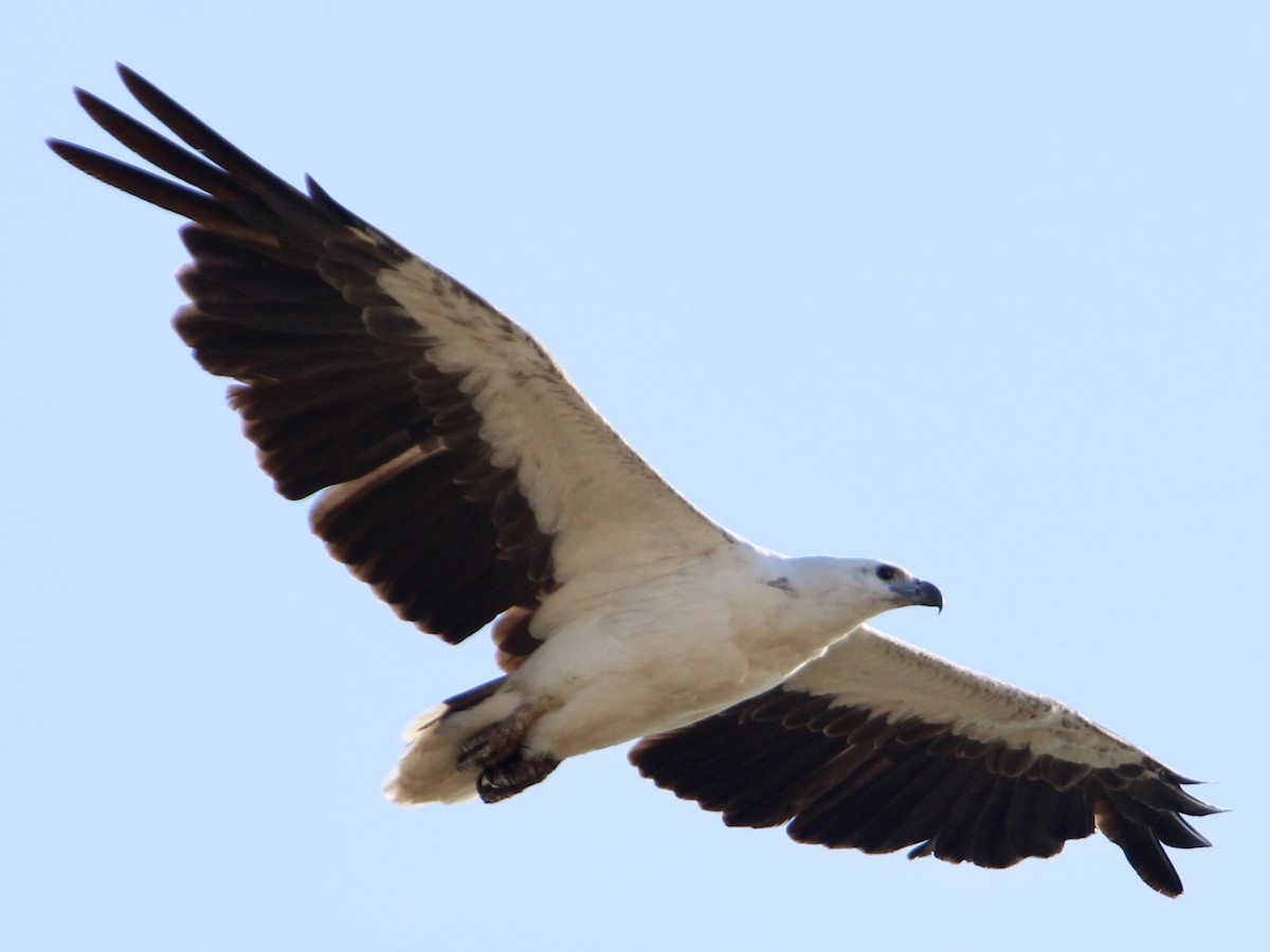 White-bellied Sea-Eagle - ML643973411