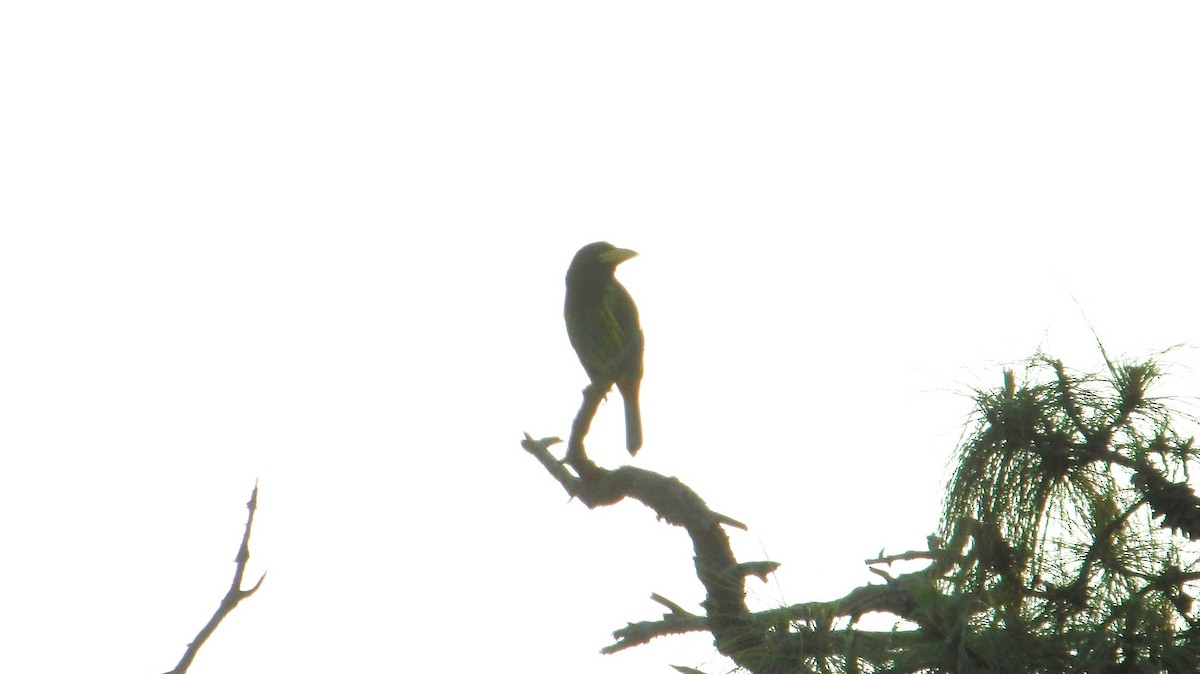 Great Barbet - ML643973412