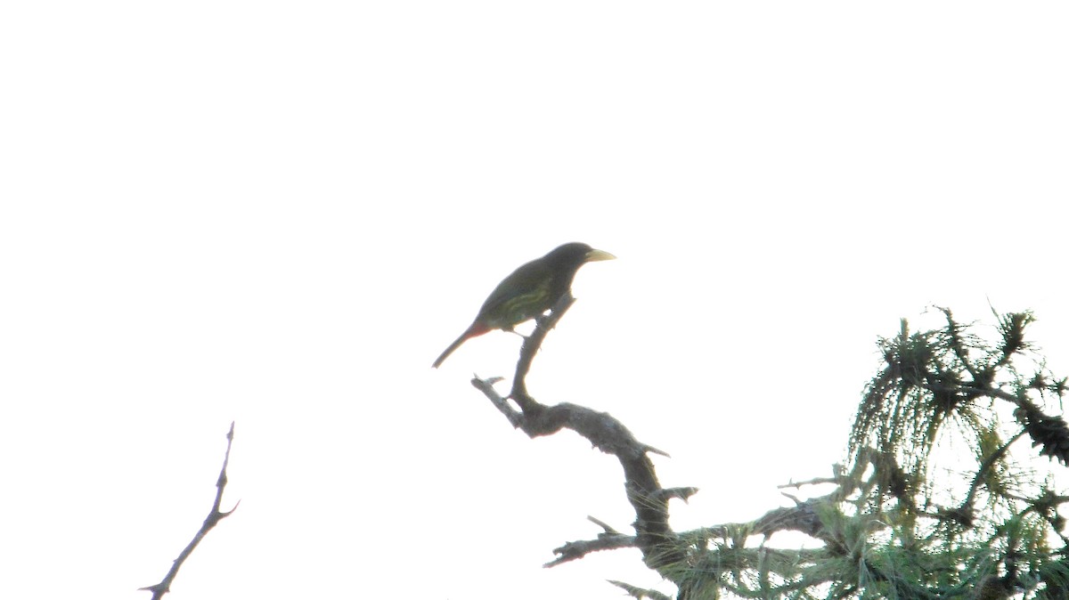 Great Barbet - ML643973413