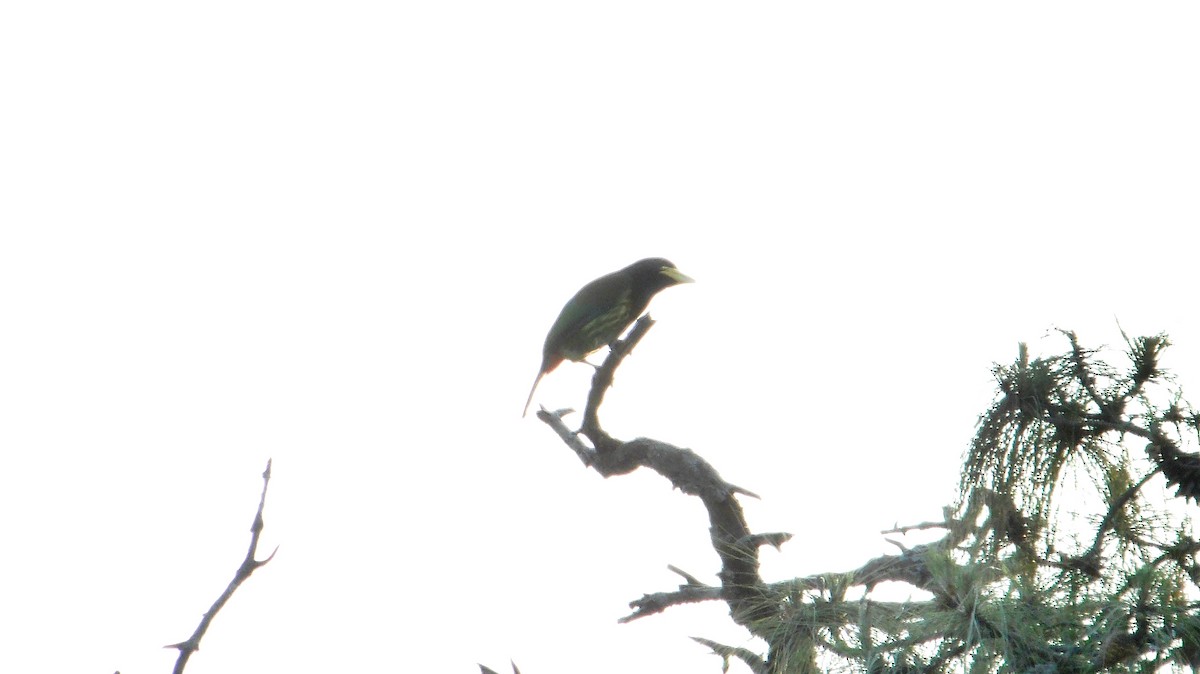 Great Barbet - ML643973414