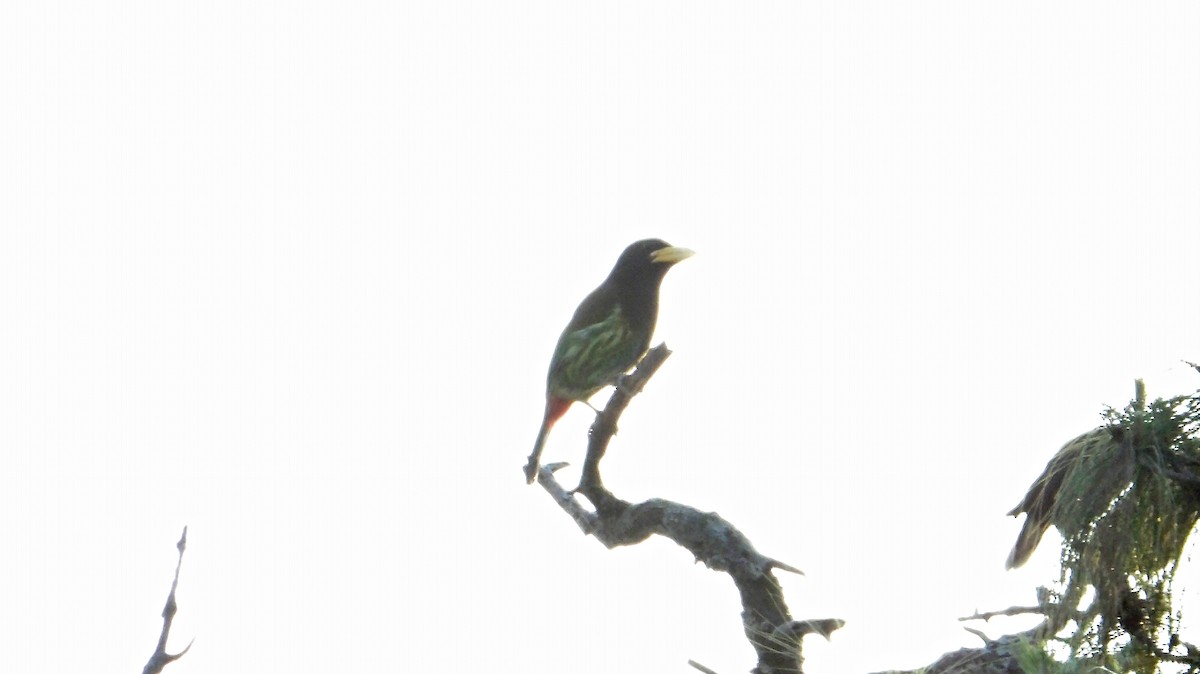 Great Barbet - ML643973415