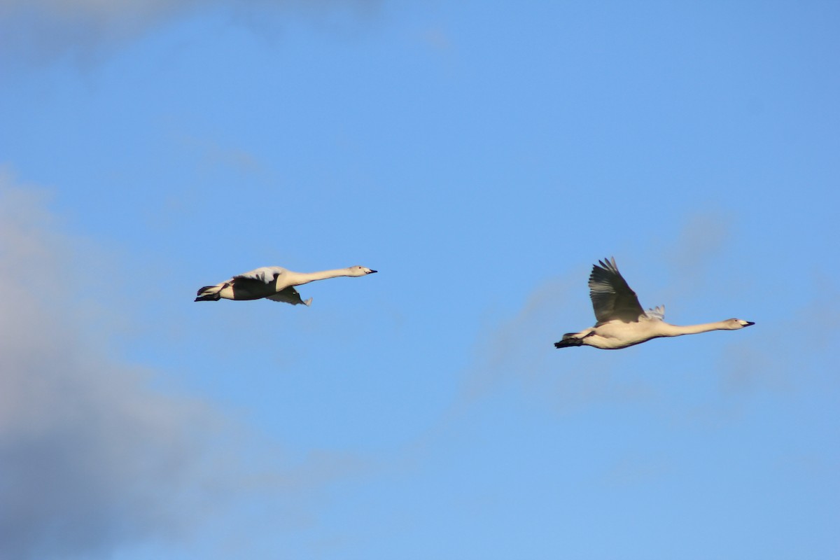 Beltxarga oihularia - ML643973420