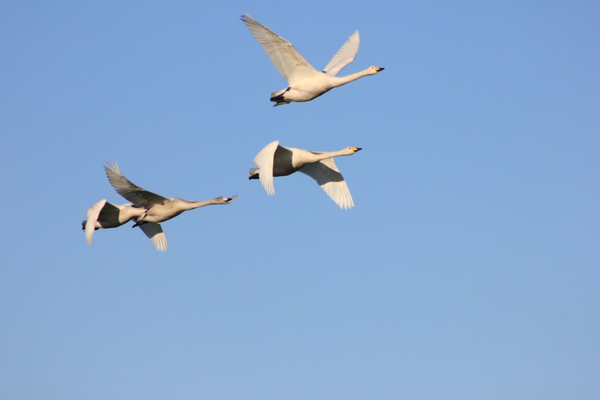 Beltxarga oihularia - ML643973421