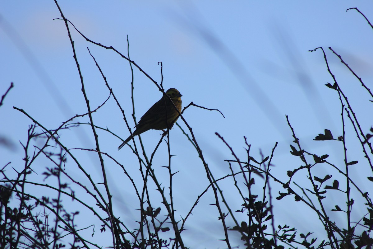 Berdantza horia - ML643973422