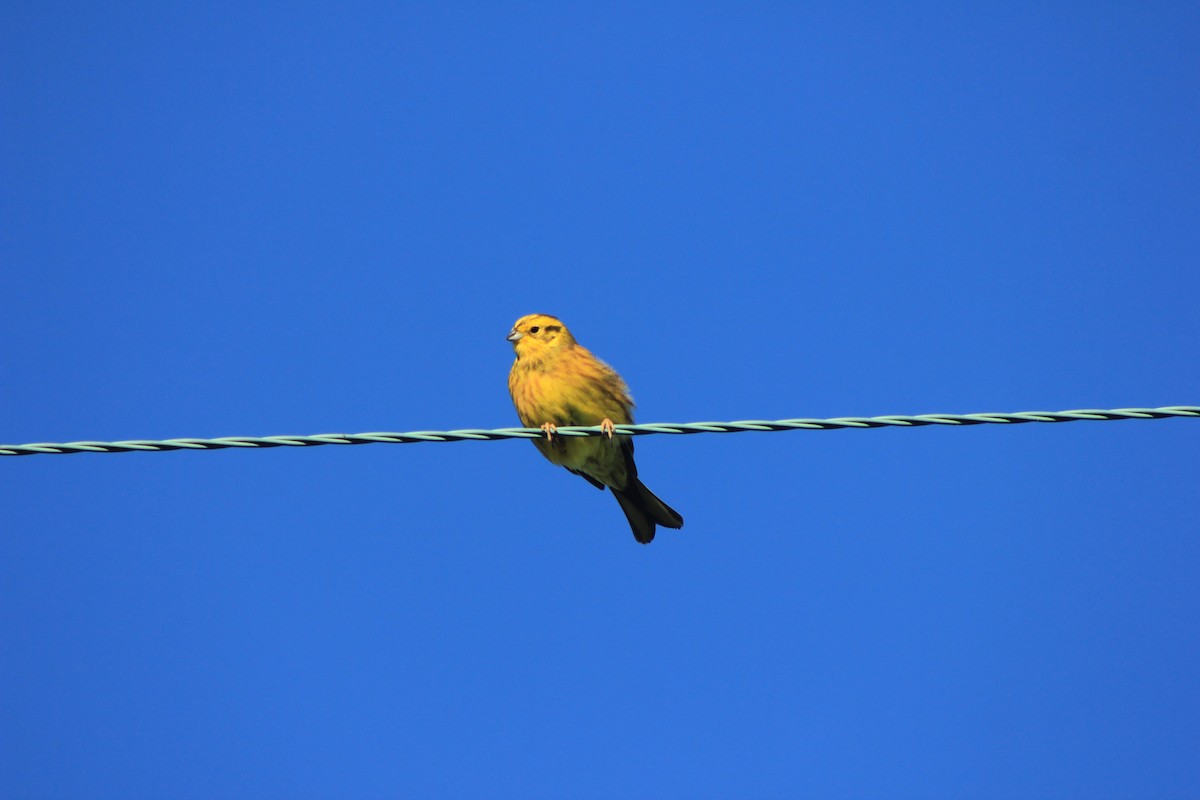 Berdantza horia - ML643973425