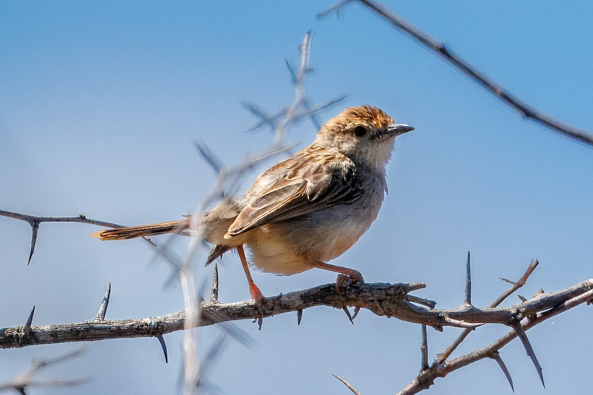 Rattling Cisticola - ML643973427