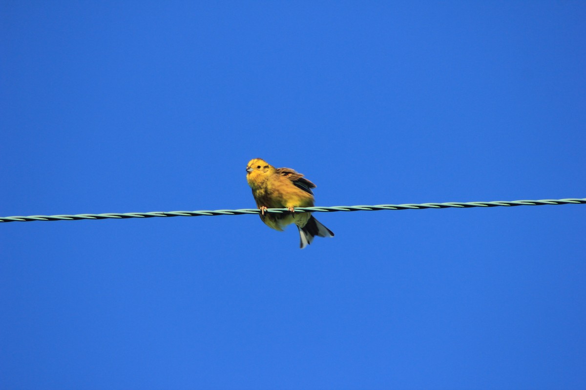 Berdantza horia - ML643973429