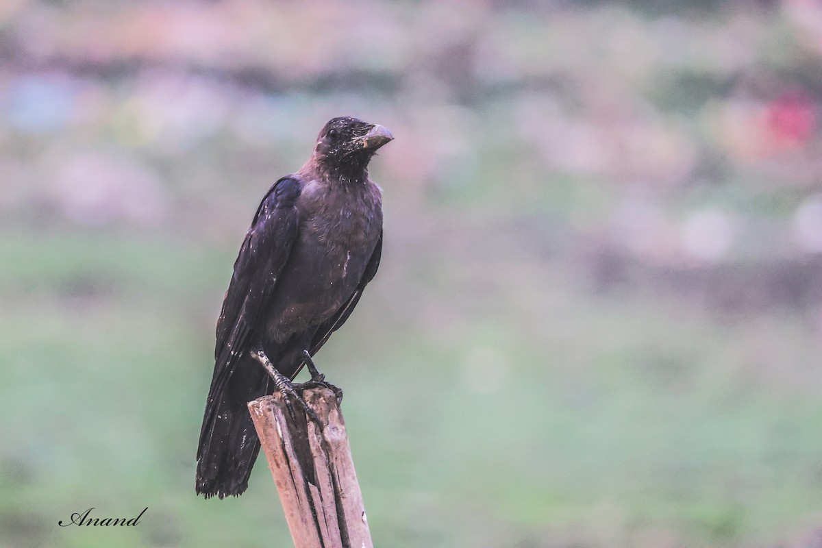 House Crow - ML643973433