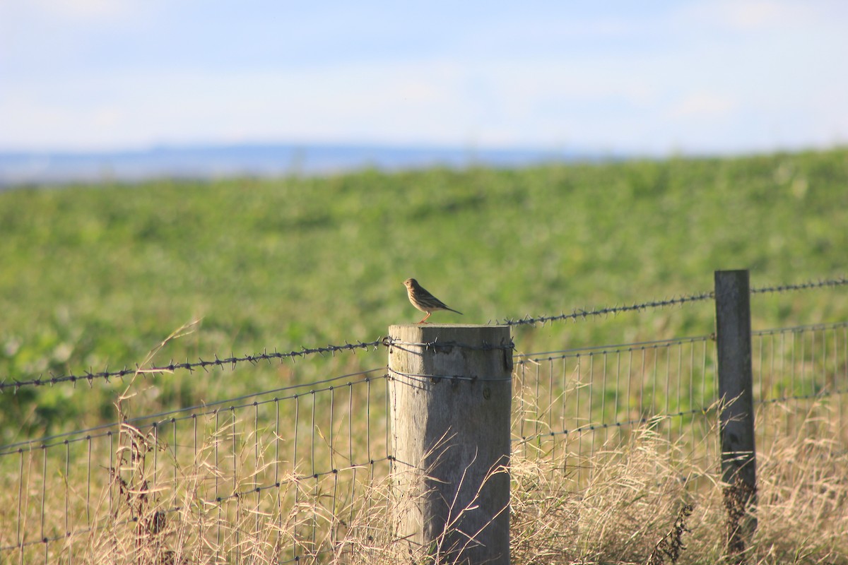 Negu-txirta - ML643973438