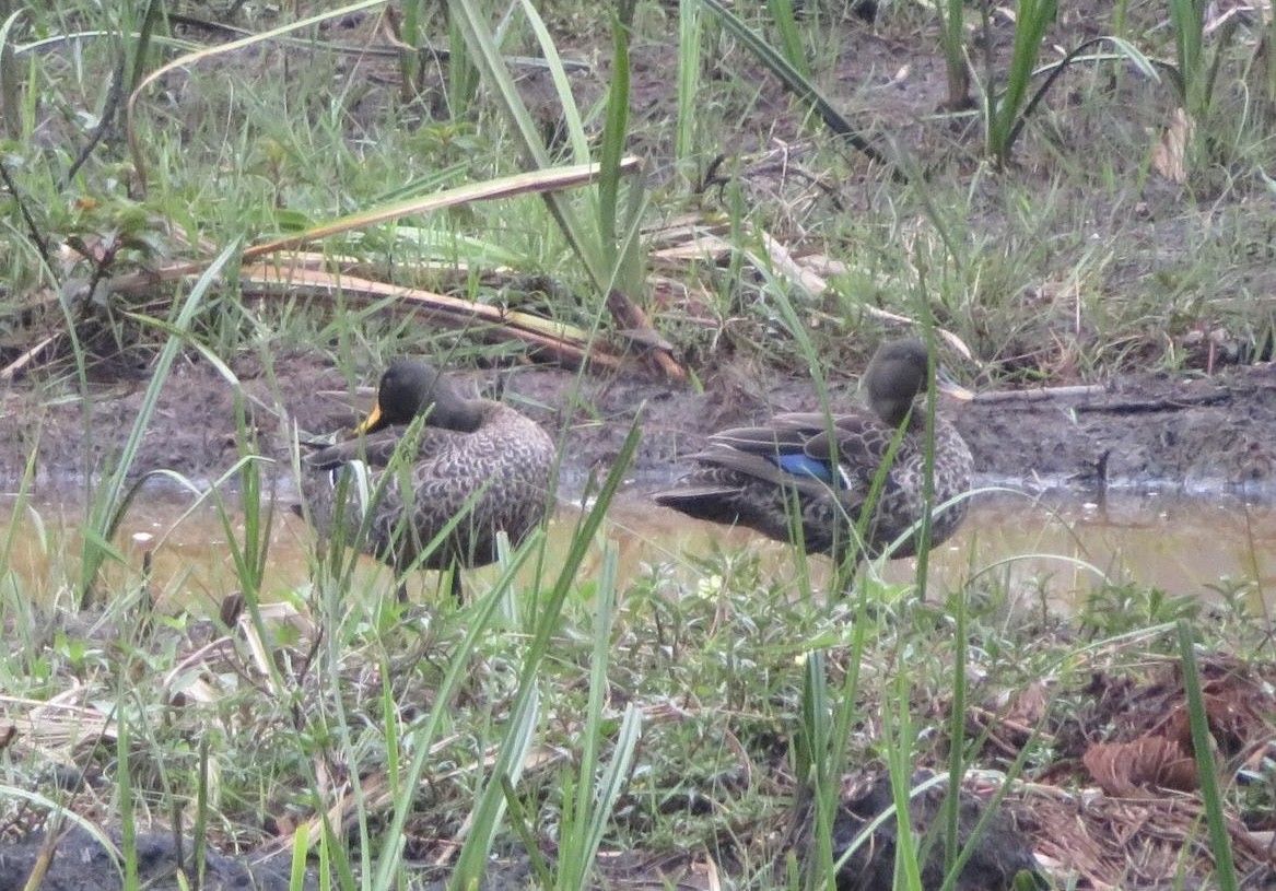 Canard à bec jaune - ML643973440