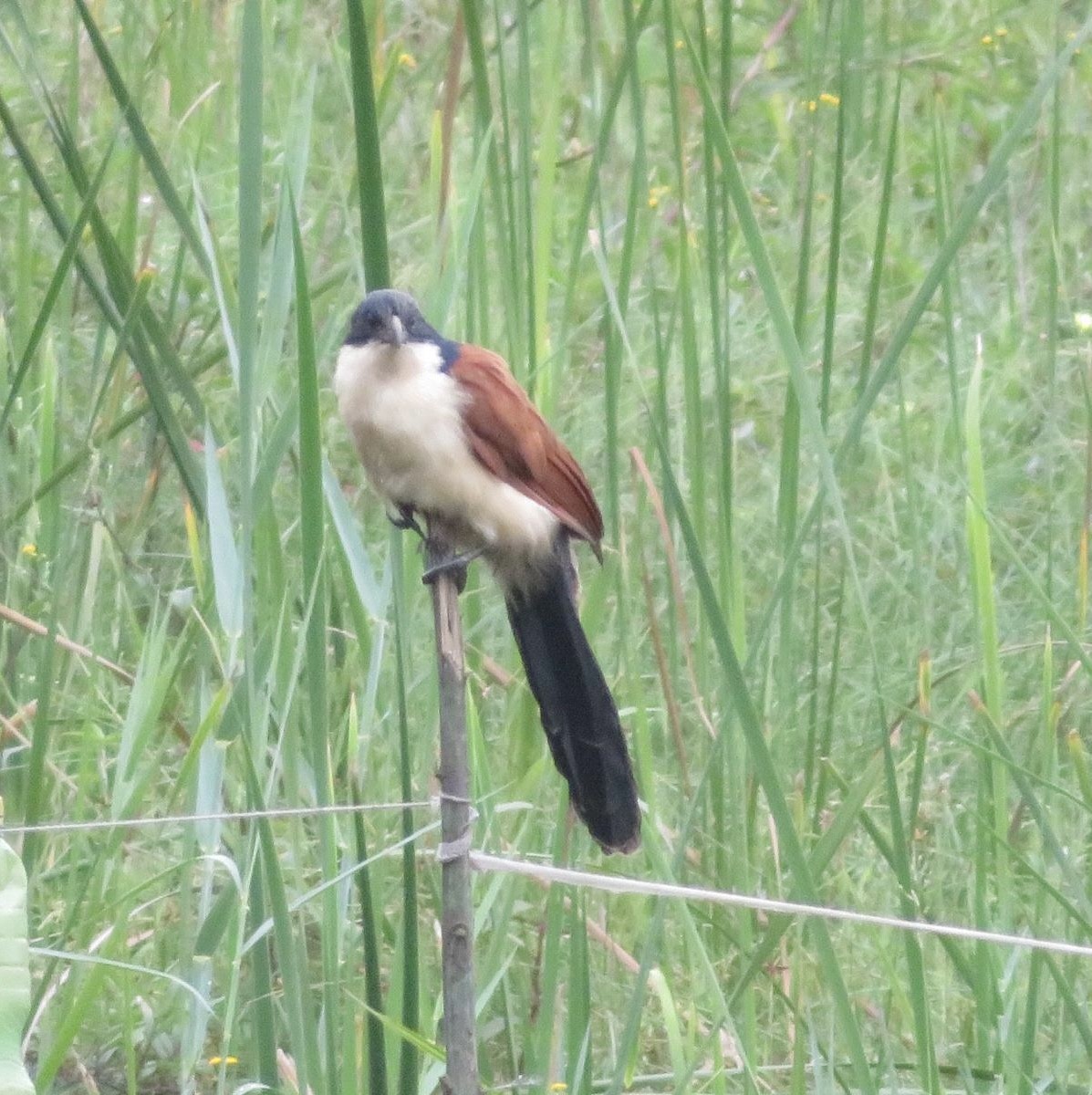 Blue-headed Coucal - ML643973442