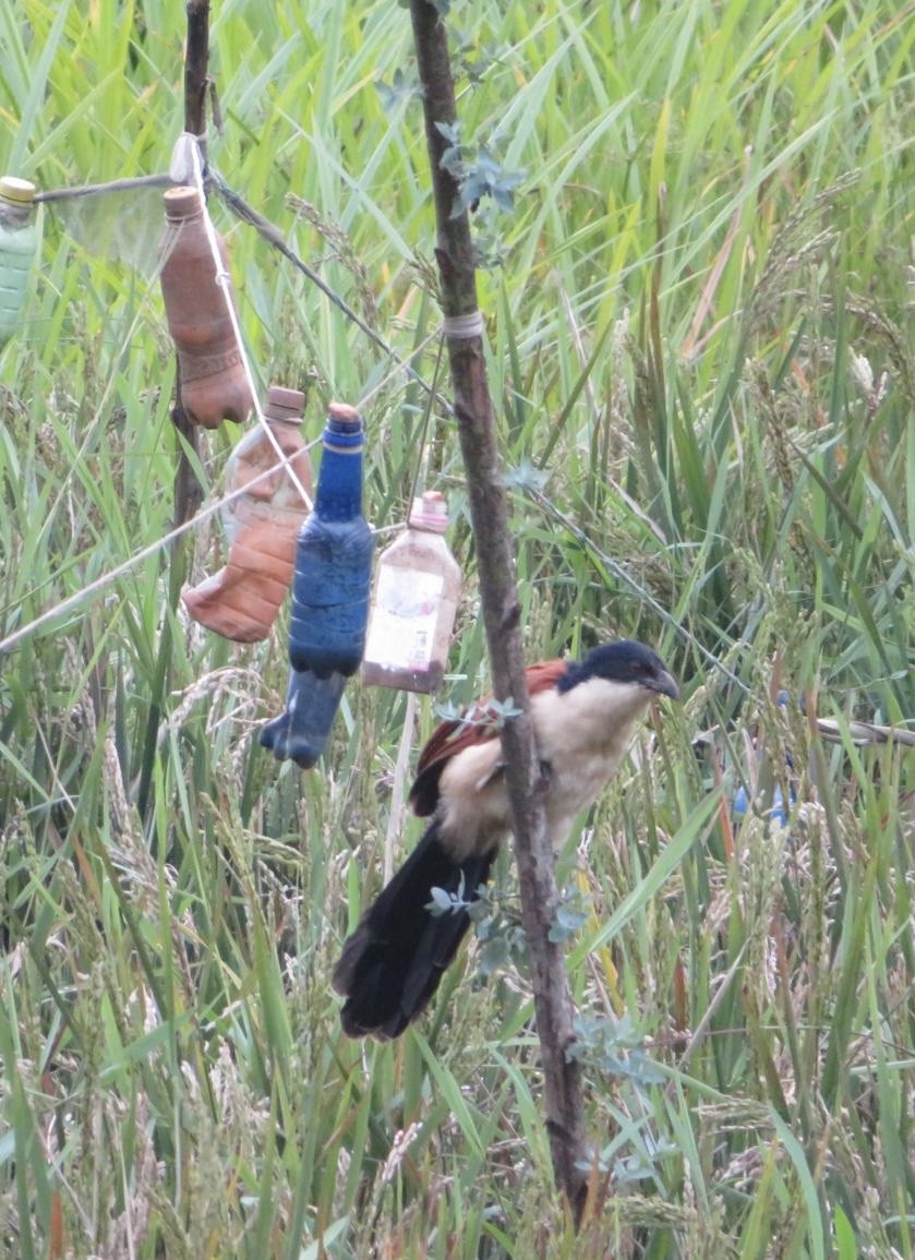 Blue-headed Coucal - ML643973443